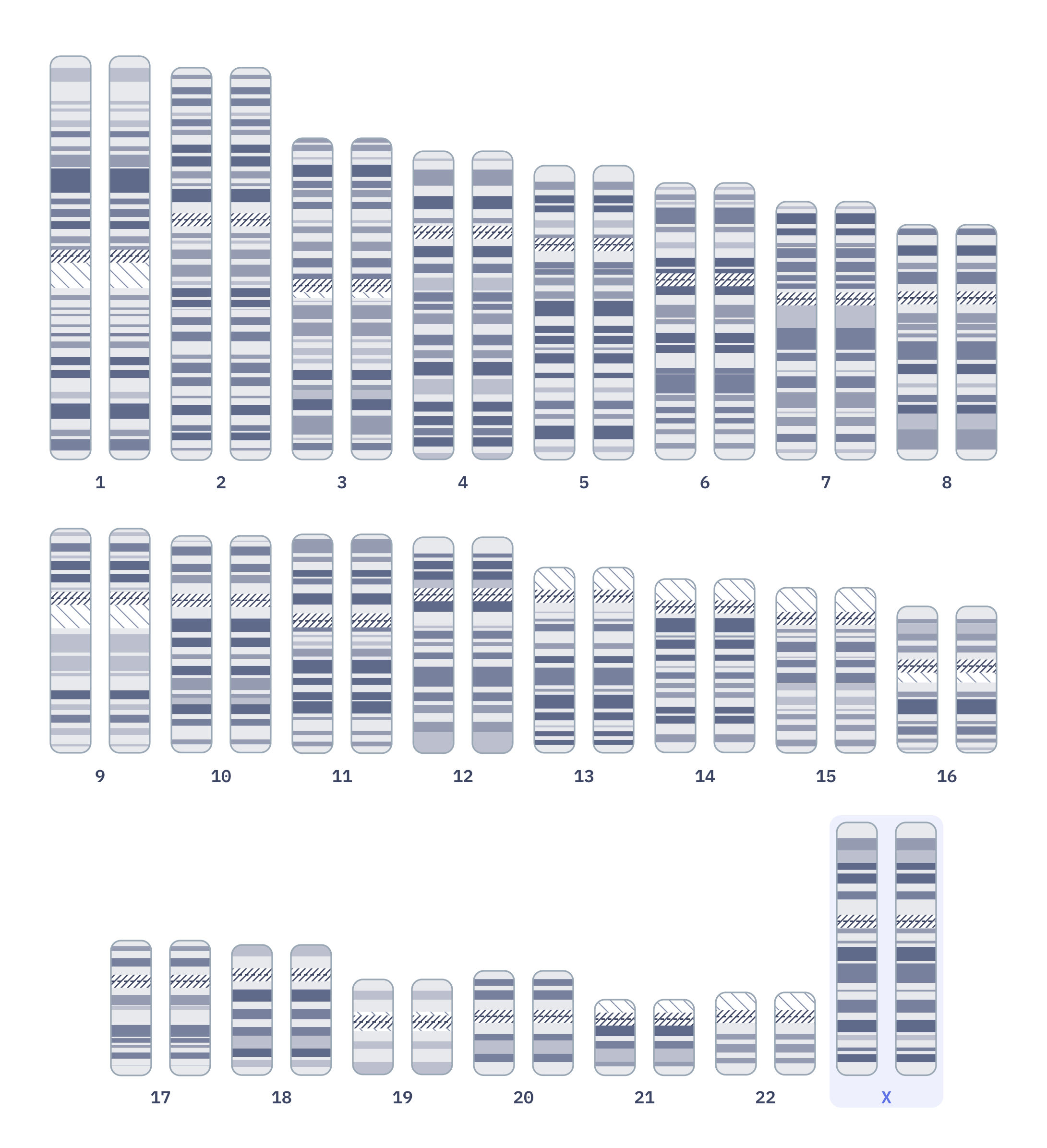Karyotype of Normal female karyotype (46,XX)