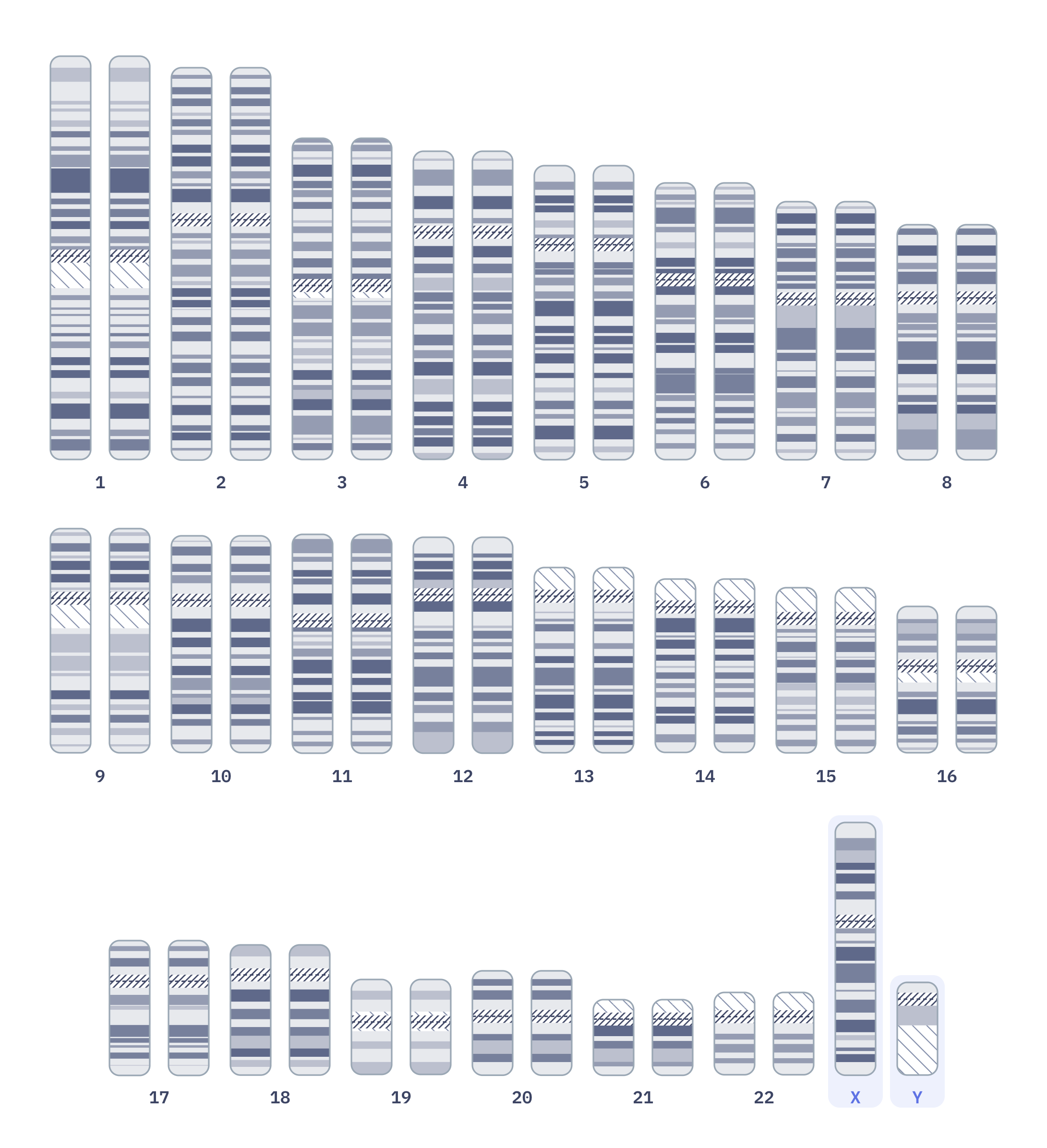 Karyotype of Normal male karyotype (46,XY)