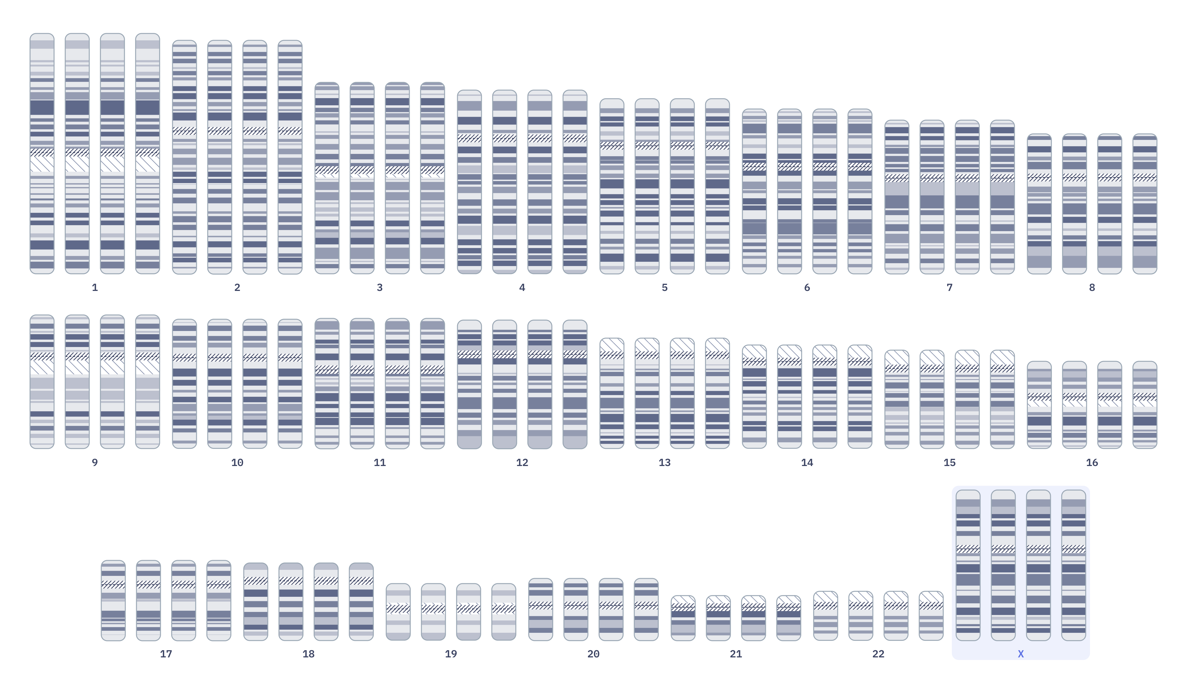 Karyotype of Tetraploidy (92,XXXX)